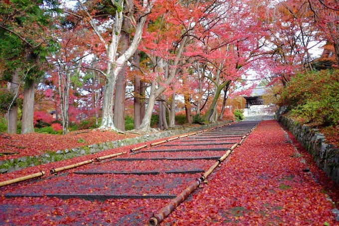 京都赏枫2022,京都赏枫必去景点有哪些好玩的