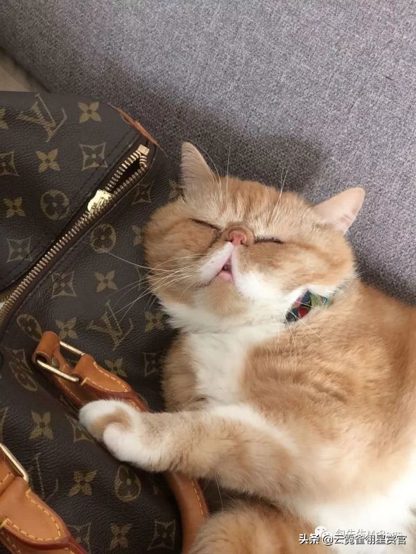 大家的包包和宠物,都太可爱了!