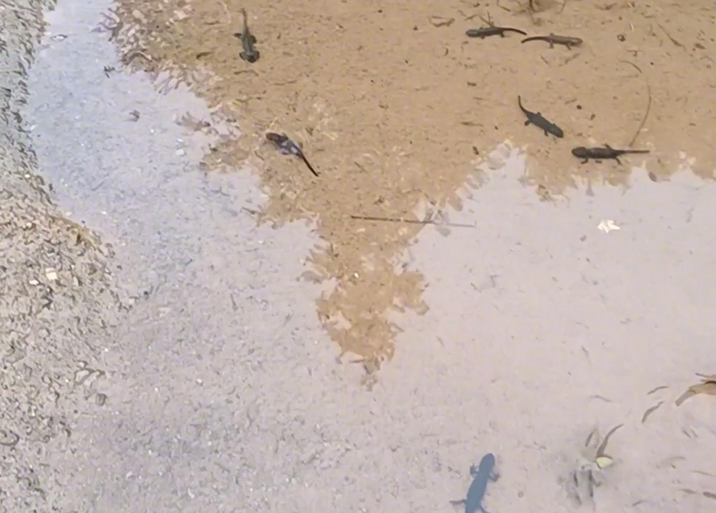 山洪冲出一窝娃娃鱼?江西钓友进山钓鱼,溪流里发现一群四脚兽