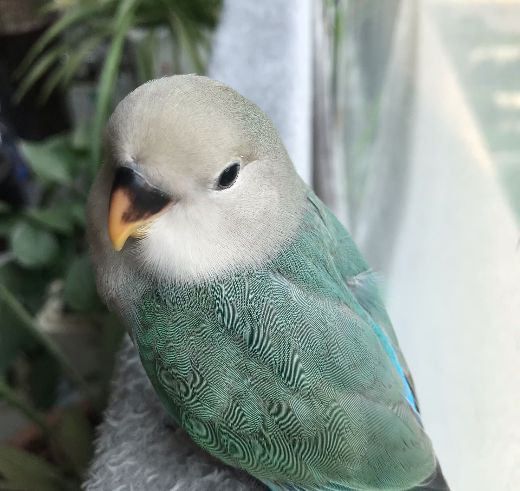 鹦鹉室内怎么排便的视频,鹦鹉怎么才能不乱拉屎