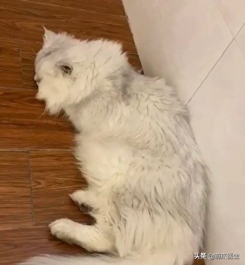 go猫粮翻车了怎么处理,猫吃猫粮死了