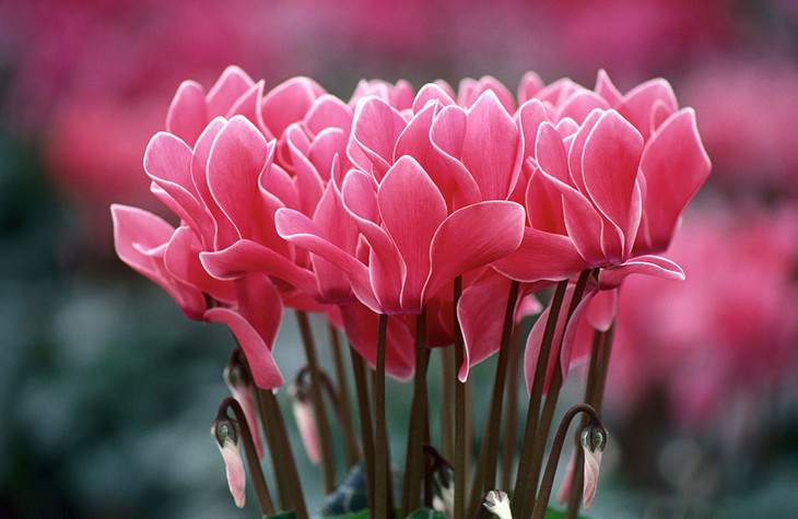 仙客来耷拉头,仙客来花蔫叶黄怎么补救