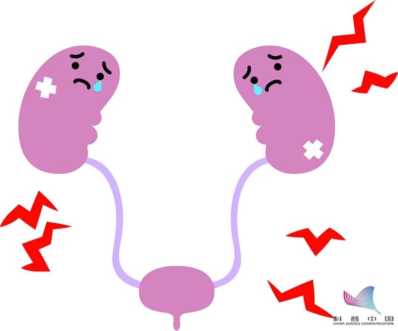 尿频膀胱会出现什么问题,想上厕所时膀胱的表现