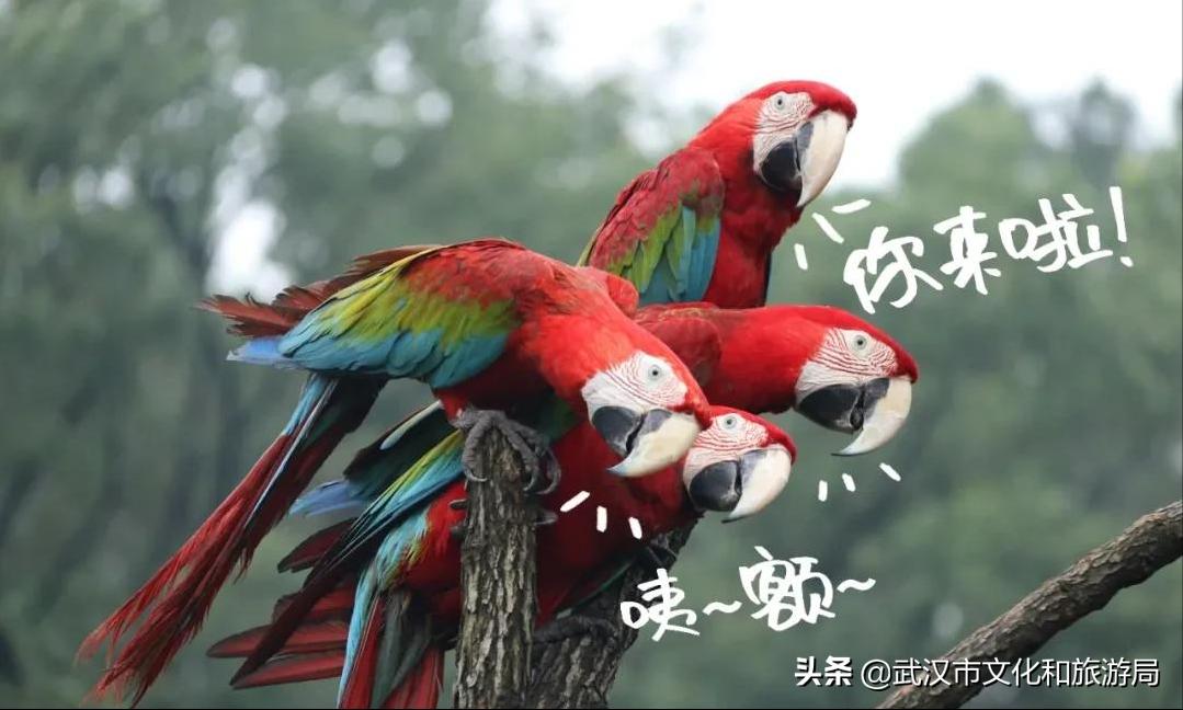 武汉野生动物王国怎么预约,武汉野生动物王国免门票