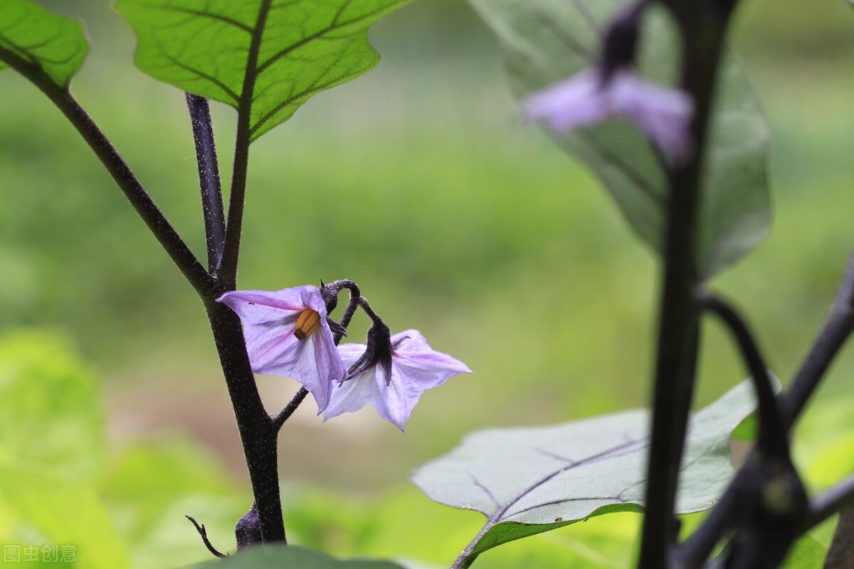 成人之美是一种修养也是最高境界,成人之美是一种高贵的品质