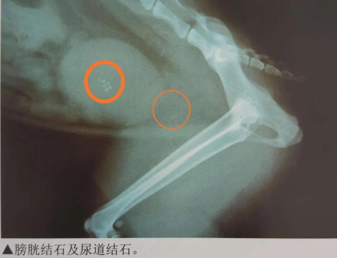 兽医治疗疾病的方法大全,治疗猫咪泌尿疾病吃什么药