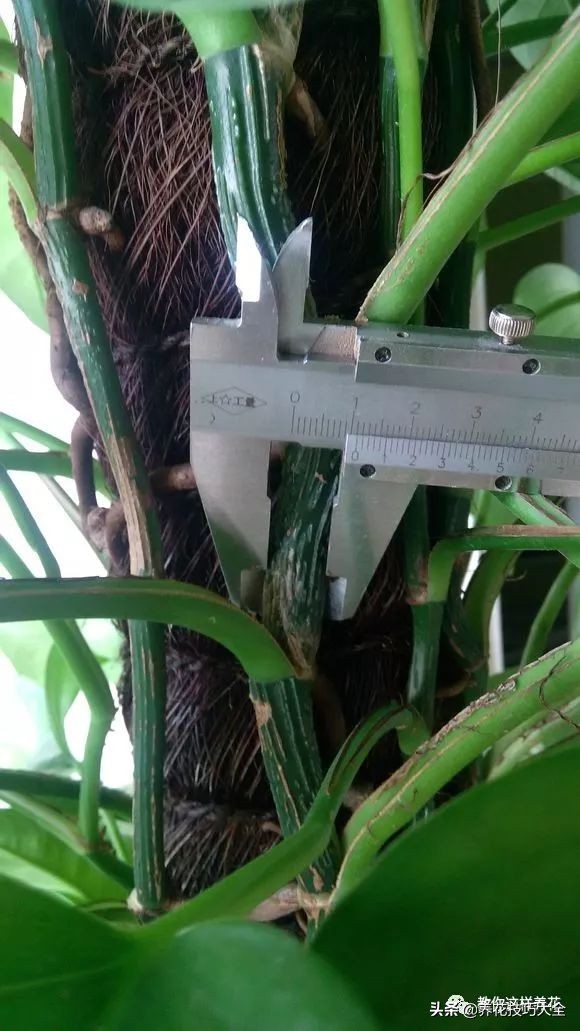 绿萝成灾的最佳方法,家里的绿萝也需要养护和管理