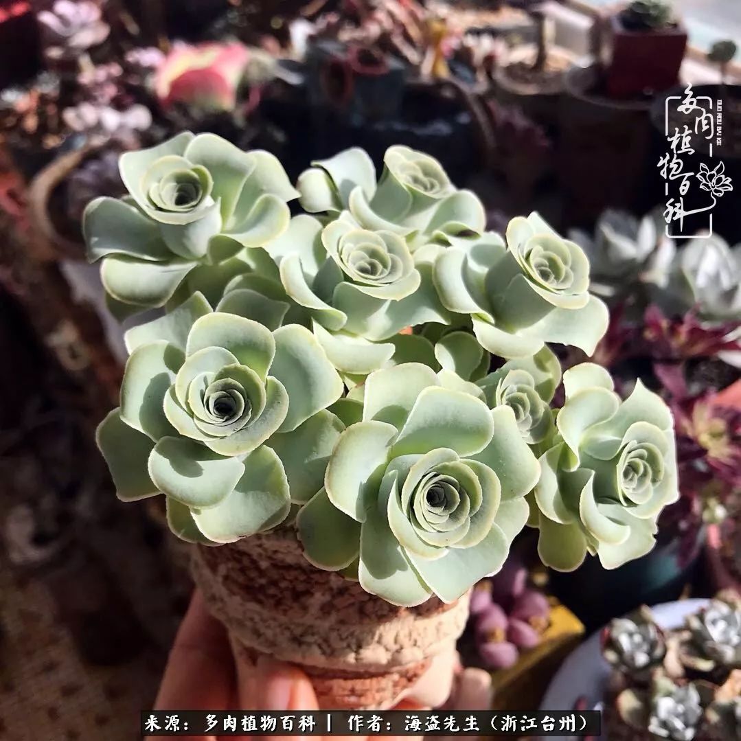 多肉玫瑰多少度休眠,多肉玫瑰唤醒教程