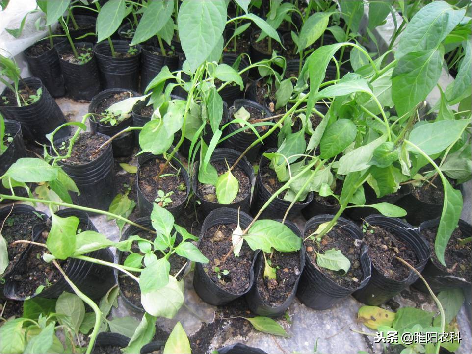 植物苗期猝倒病和立枯病的区别,苗期立枯病防治方法