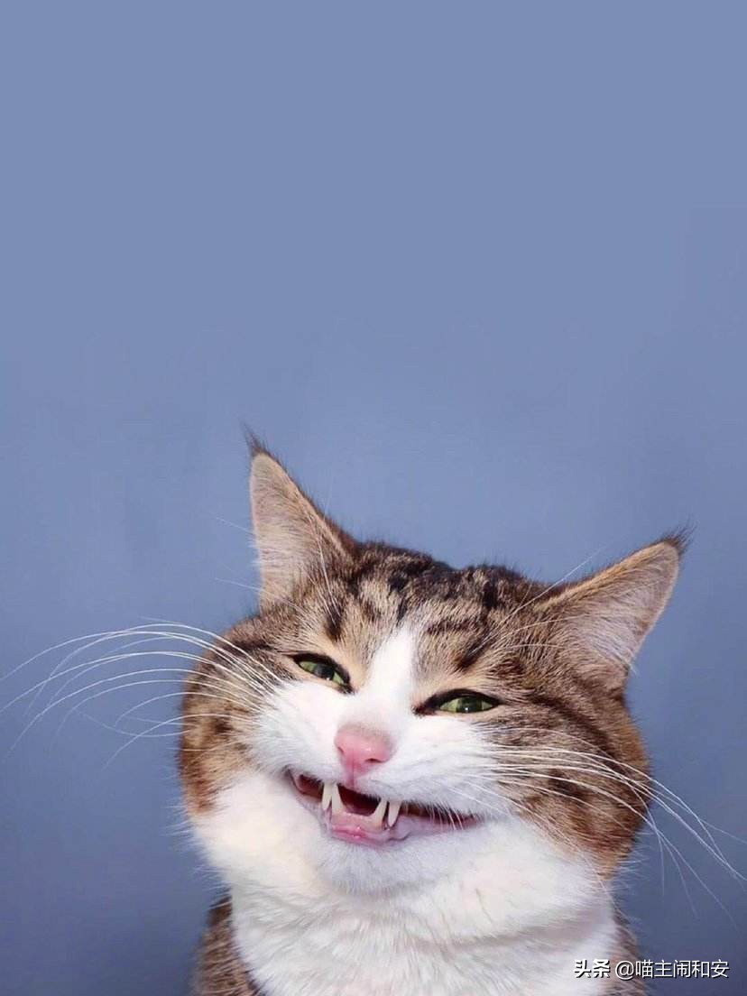 合租养猫注意什么细节问题,租房子住怎么养猫咪好一点