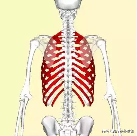 肋骨外翻瑜伽修复,肋骨外翻怎么矫正瑜伽