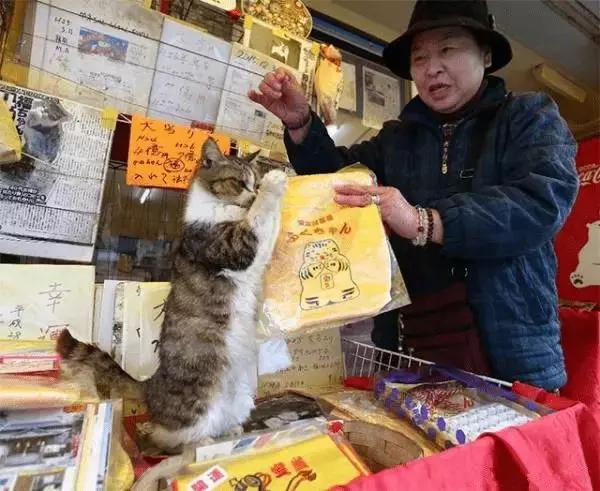 彩票店招财猫图片大全,招财猫中奖彩票