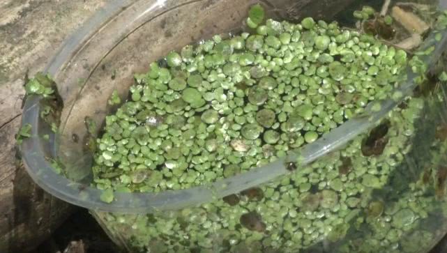 池塘来了入侵者,鱼塘来了不速之客