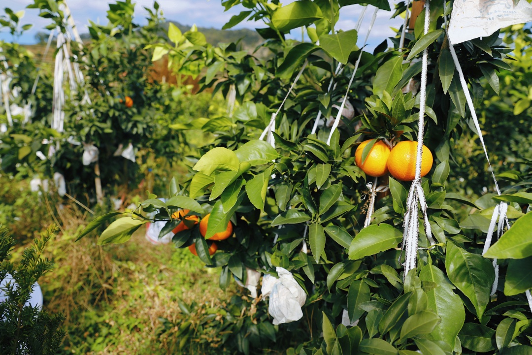 连江长龙美人橙,连江长龙红美人柑橘