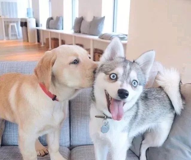 狗狗绝育vs不绝育差别还是很大的,狗狗应该绝育么