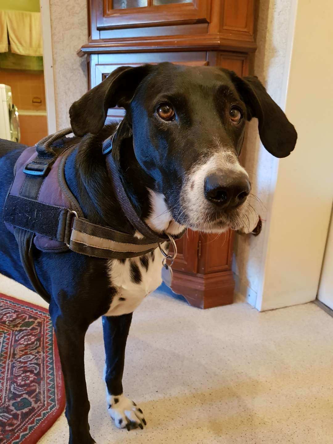 德国狗狗的地位有多高,狗在德国的地位