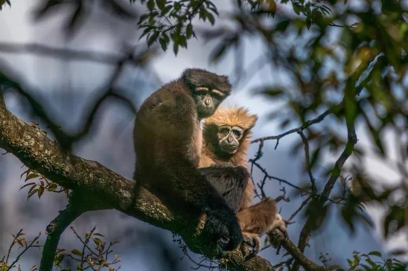 一群90后学霸，嚷嚷着要给它们找对象：自己单身不要紧