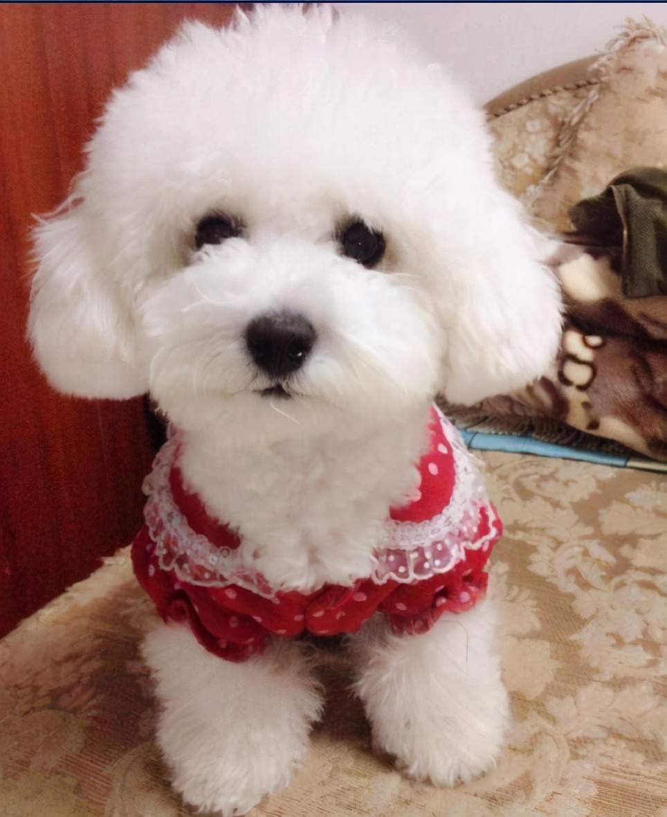 为什么这些狗狗价格这么高,比较贵的宠物狗有哪几种