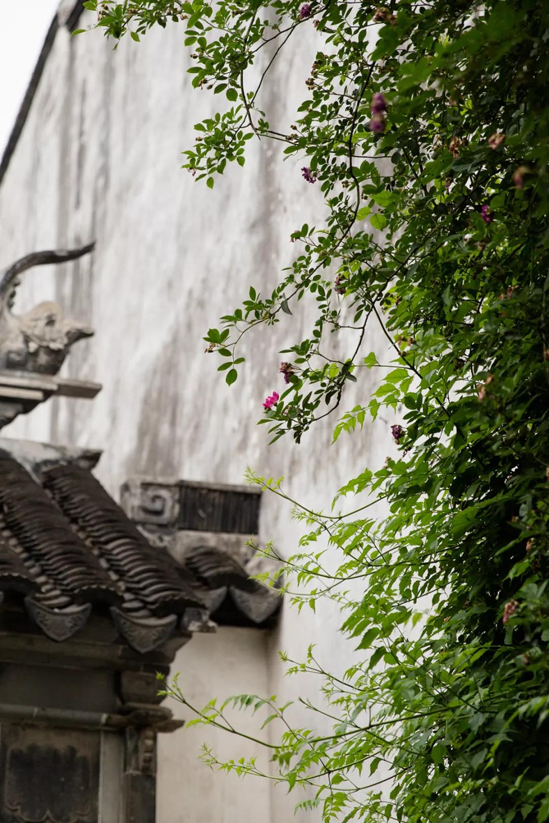 苏州园林静谧之美,苏州小众园林