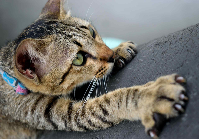 猫咪能闻到主人身上独特的味道吗,猫咪能闻到主人嘴巴里的味道吗