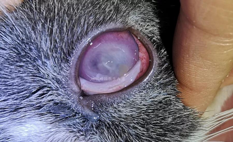 猫角膜溃疡症治疗方法,猫角膜溃疡恢复过程图片