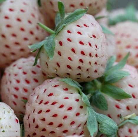 你属于什么水果？我是西瓜