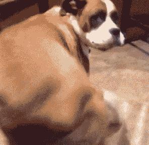 开心一刻gif搞笑动图,搞笑gif段子看起来能量满满