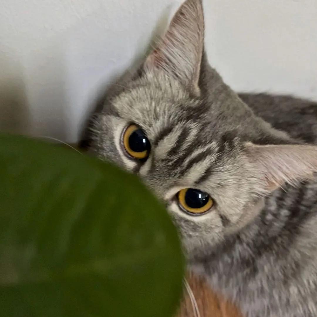 猫咪产前催奶,猫咪产前补什么