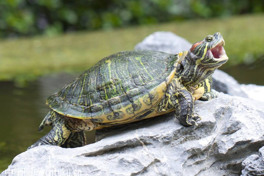 乌龟一直浮水怎么解决,乌龟浮水怎么消除最快