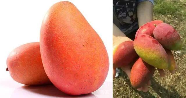 芒果品种西施芒,芒果品种四季蜜芒