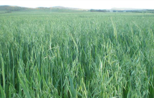 燕麦有什么好的营养价值呢,燕麦营养价值有那么高吗