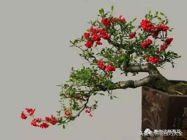 五行缺金养什么花,什么花风水命理最旺人养