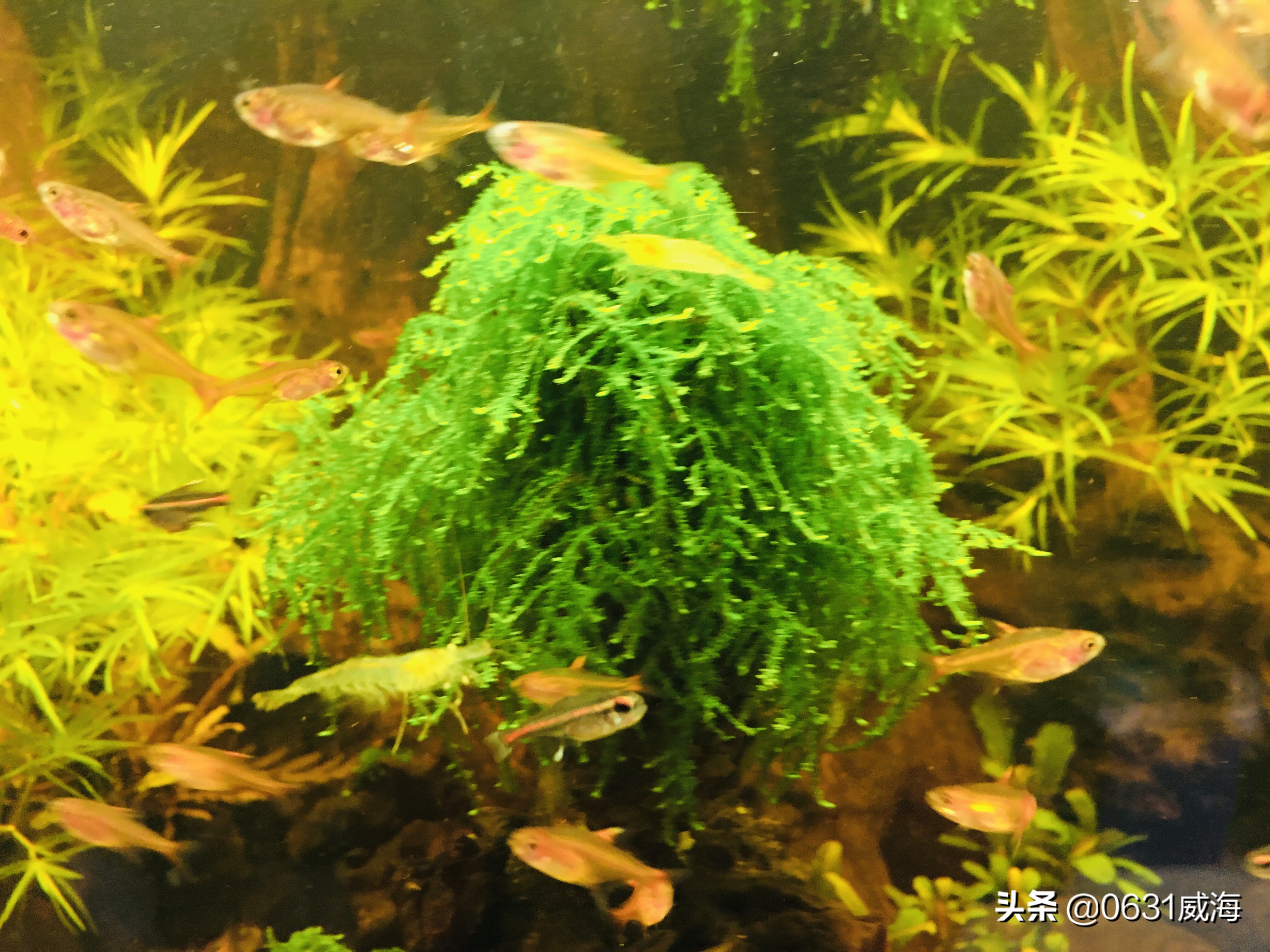 如何根据水面泡沫看水质,鱼缸有泡沫水质非常清