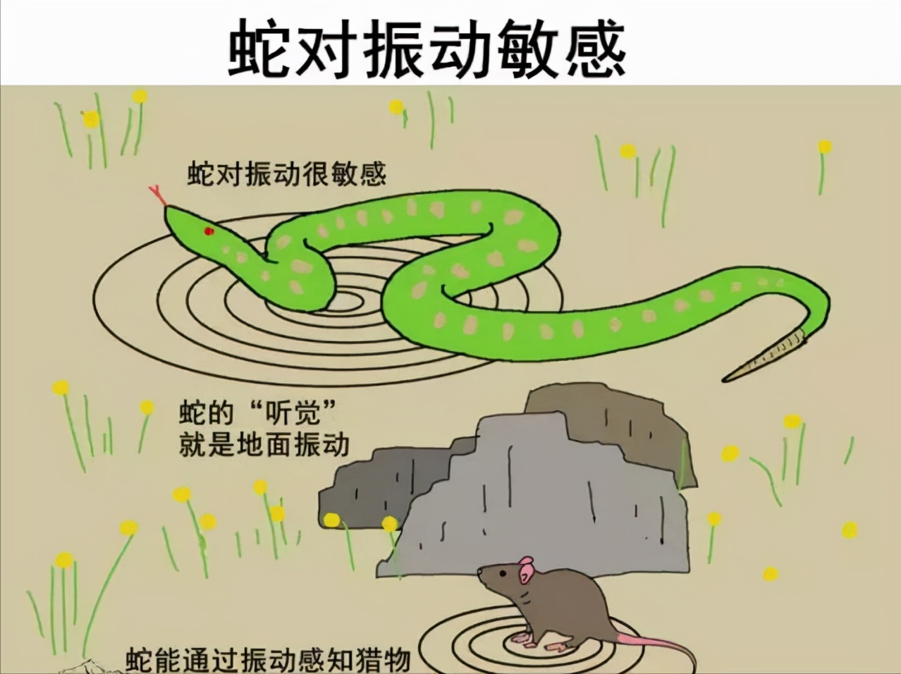 养蛇防逃的措施,山区防潮防蛇最好方法