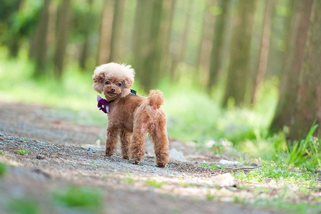 简述贵宾犬拉姆装的修剪要点,贵宾犬拉姆装就是运动装吗