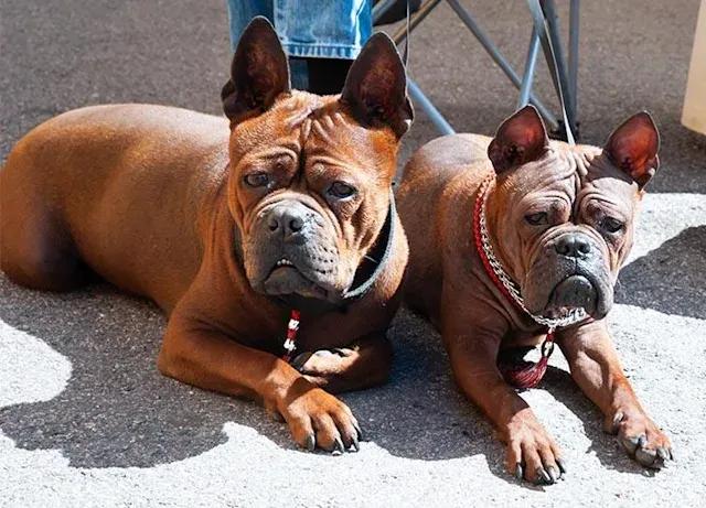 全球公认最古老的狗品种,世界十大最稀有的狗品种