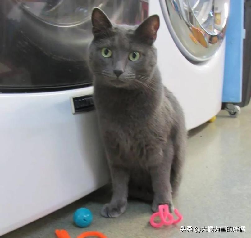 宠物猫后腿残疾怎么办,小猫后腿无力拖着走路