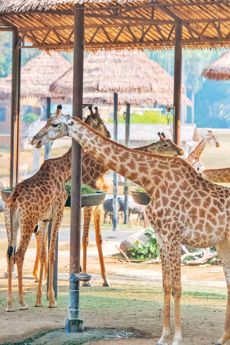 广州长隆野生动物世界旅游攻略,长隆野生动物世界攻略2-3天广州游