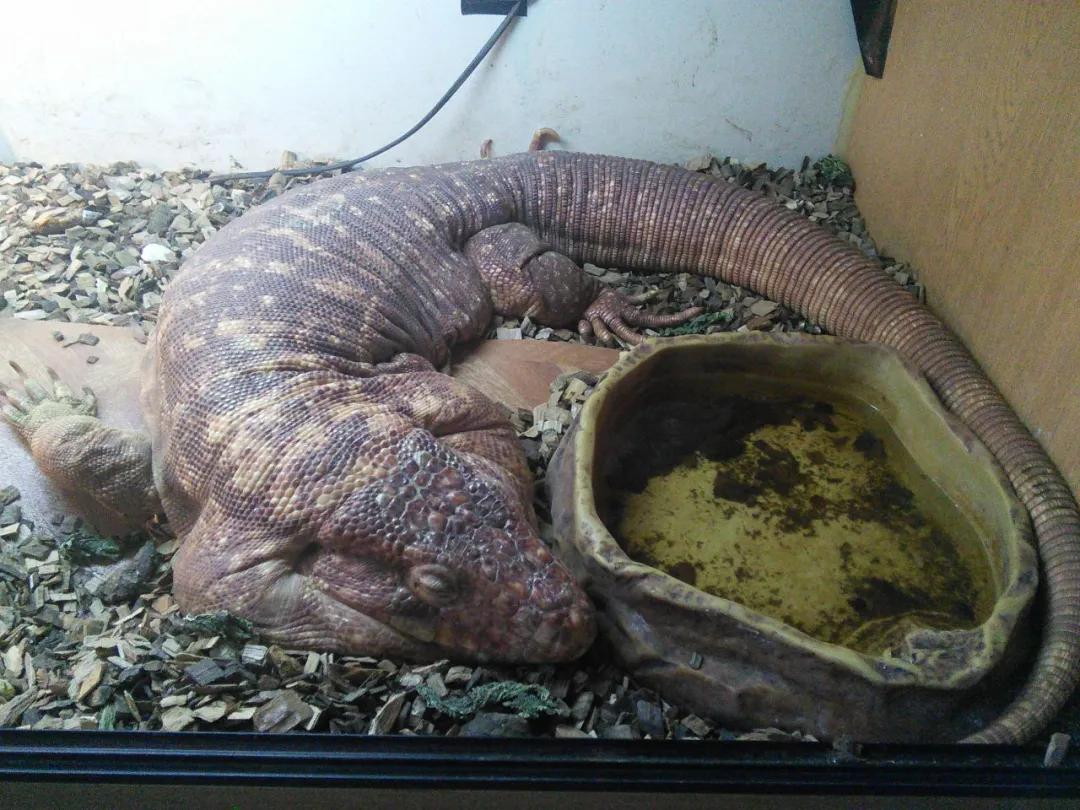 爬宠没有合适的温度会变成什么样,对环境要求不高的爬宠