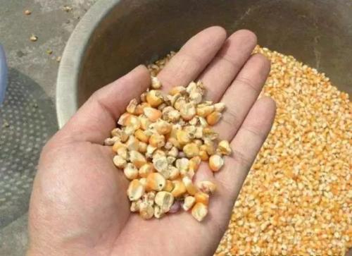 养母猪有哪些注意事项,夏天养猪注意事项