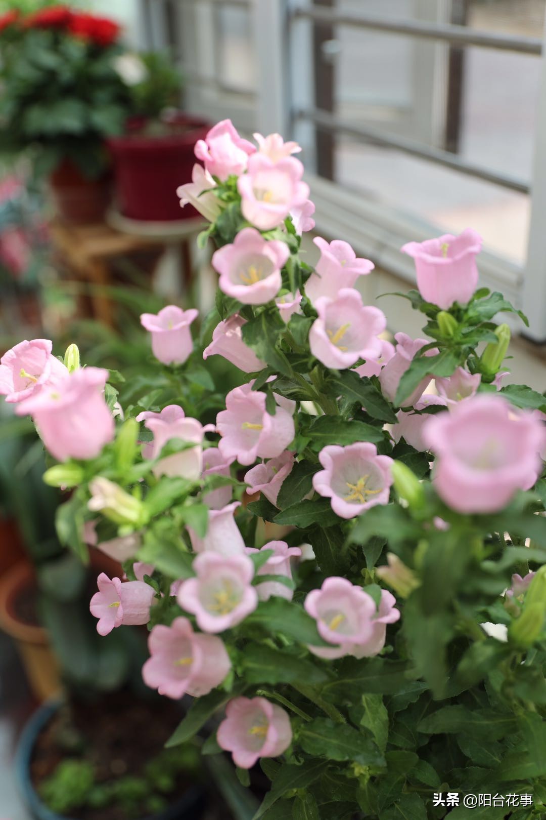 风铃草娇气,风铃草怕冻不怕