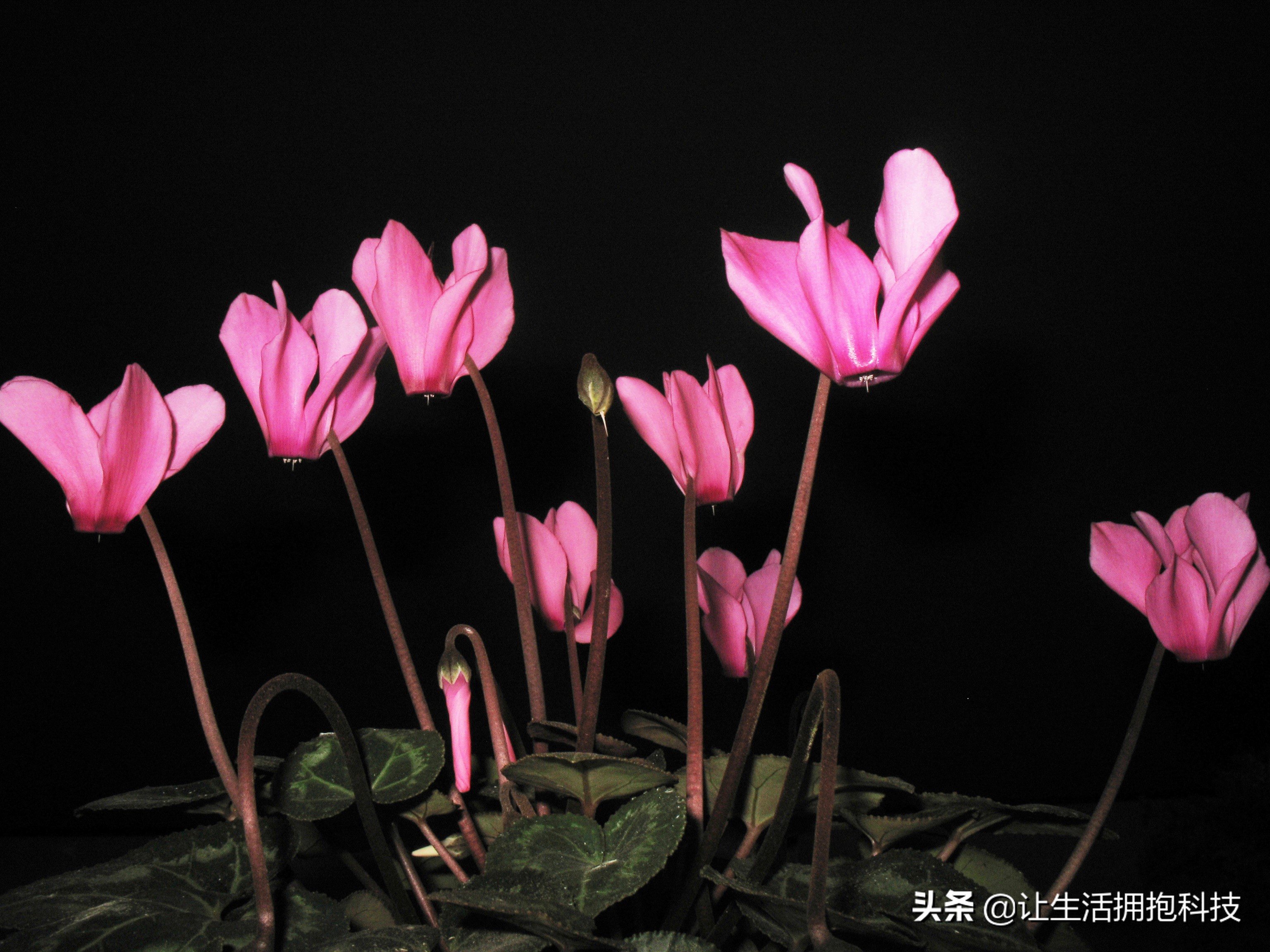 适合拍摄的微距,没有微距怎么拍摄微距效果