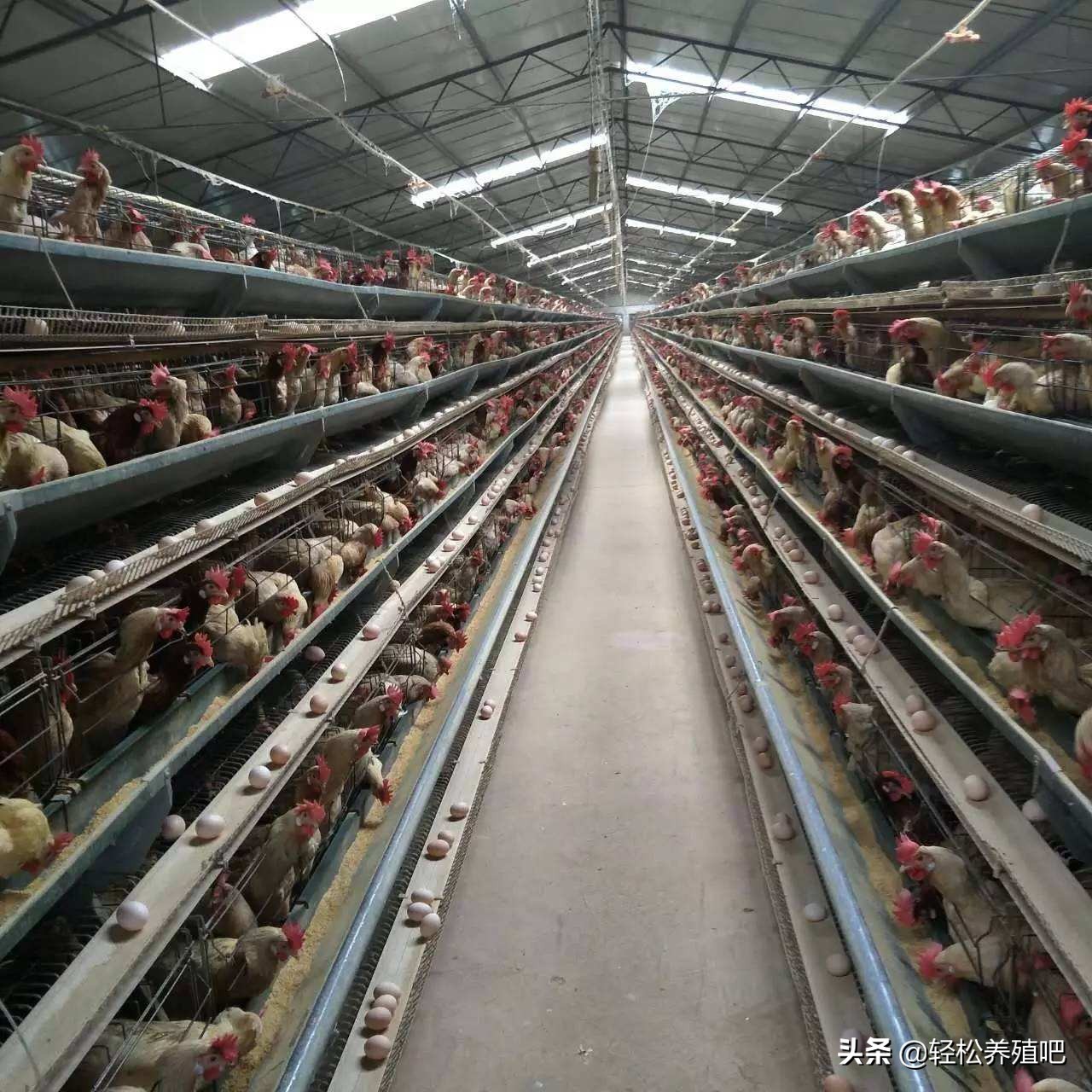 鸡肠炎拉血便怎么治,鸡肠炎处理方法