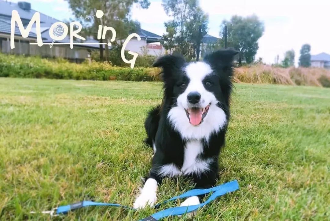 宠物猫粮销量上涨,猫粮一年卖9000万