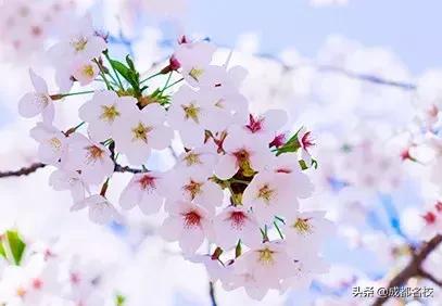 从树德博瑞到清华大学,家长认定成都这所“校风干净”的私立学校