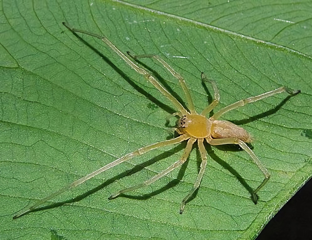 虎毒不食子，小蜘蛛为什么却要吃掉自己的母亲呢？