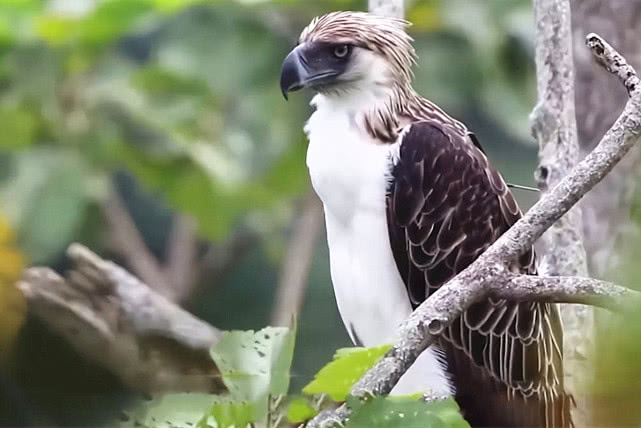 世界上最大的雕能捕捉多大的猎物,世界上最大的雕