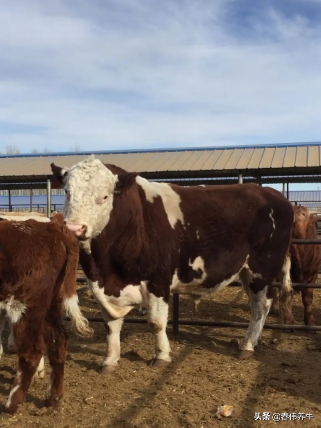 养牛最怕5件事一定要重视,养牛的最危险时刻