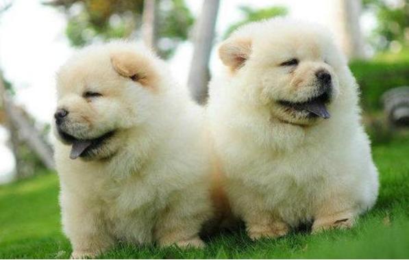 冬天德牧毛发变长,冬季养什么狗好看又好养