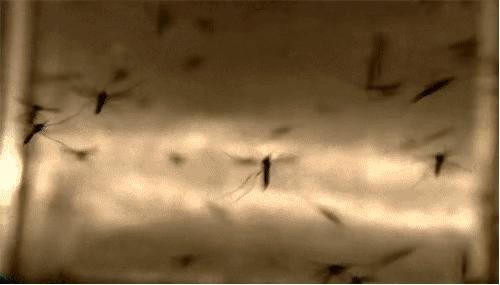 夏季再也不用担心蚊子,夏天不用药品防治蚊子的办法